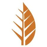 Deciduous Stack beer