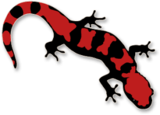 Salamander Curiouser & Curiouser beer