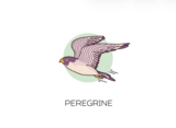 Hudson Valley Peregrine beer