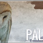 Cellar Lighter Shade of Pale beer Label Full Size