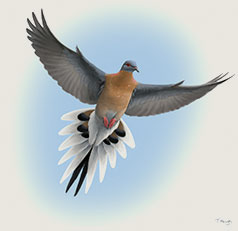 Pigeon Hole Pale Ale beer Label Full Size