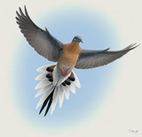 Pigeon Hole Pale Ale beer