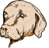 Duncan's Tarrytown Saison beer