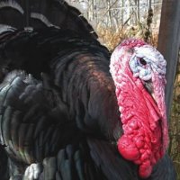 Earth Eagle Brewings